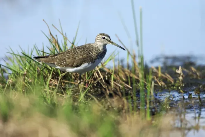 Framed Print : Green Sandpiper - at lake edge, Alentejo, Portugal