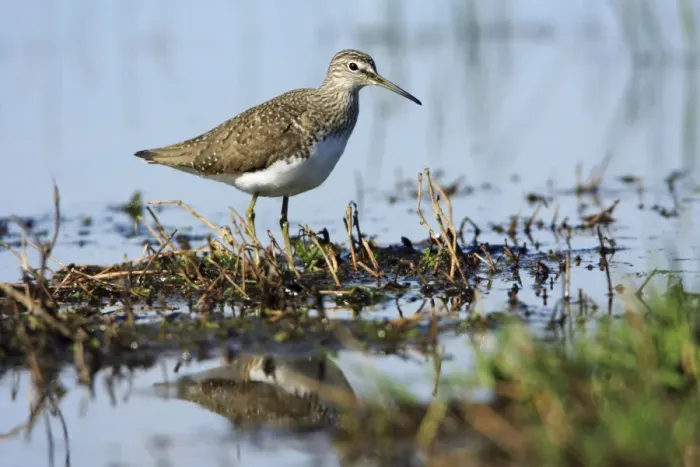 Framed Print : Green Sandpiper - at lake edge, Alentejo, Portugal