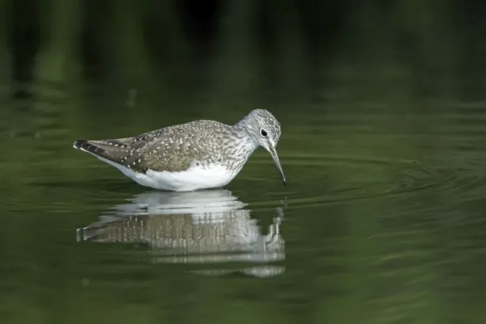 Framed Print : Green Sandpiper - searching for food in river, Alentejo region, Portugal