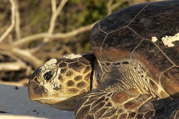 Green Sea Turtle. Atol de Cosmoledo - Seychelles - Indian Ocean