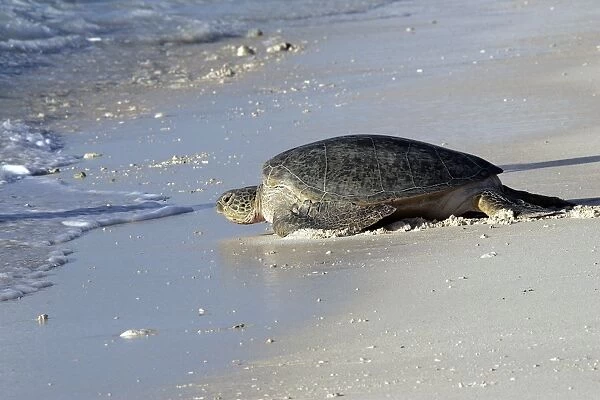 Green Sea Turtle - on beach. Atol de Cosmoledo - Seychelles - Indian Ocean