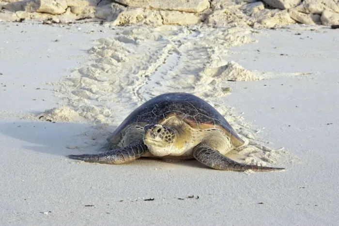 Framed Print : Green Sea Turtle - on beach. Atol de Cosmoledo - Seychelles - Indian Ocean Framed Print : Green Sea Turtle - on beach. Atol de Cosmoledo - Seychelles - Indian Ocean