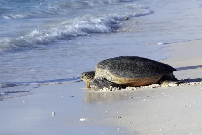 Framed Print : Green Sea Turtle - on beach. Atol de Cosmoledo - Seychelles - Indian Ocean Framed Print : Green Sea Turtle - on beach. Atol de Cosmoledo - Seychelles - Indian Ocean