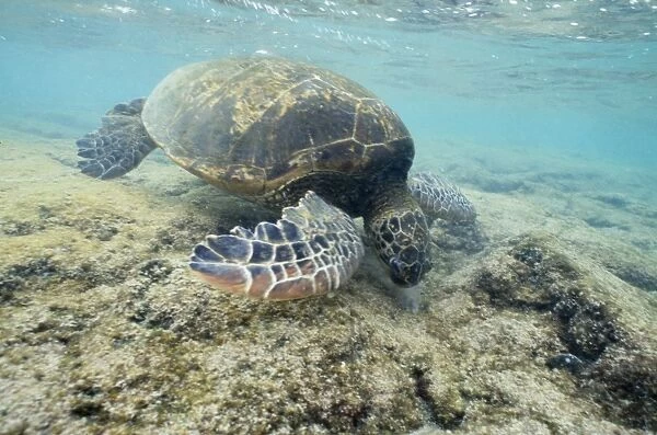Green Sea Turtle - feeding on algae Pacific Ocean, Hawaii