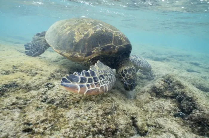 Framed Print : Green Sea Turtle - feeding on algae Pacific Ocean, Hawaii Framed Print : Green Sea Turtle - feeding on algae Pacific Ocean, Hawaii