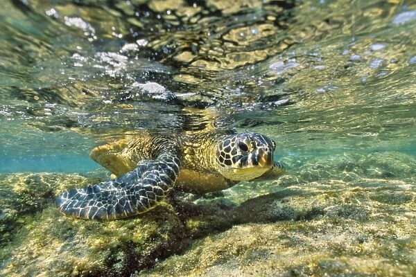 Green Sea turtle - feeding on algae along shoreline rocks. Hawaii. KB4785