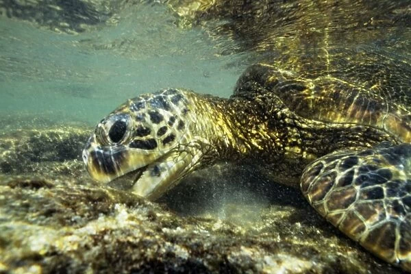 Green Sea Turtle - feeding on algae underwater. Hawaii. C445