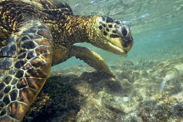 Green Sea Turtle - feeding on algae underwater. Hawaii. C542
