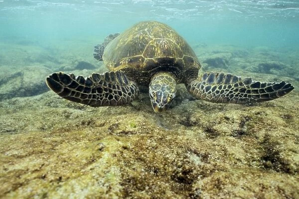 Green Sea Turtle - feeding on algae underwater. Hawaii. C530
