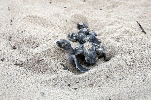 Green sea turtle - hatchlings - Santiago island - Galapagos islands