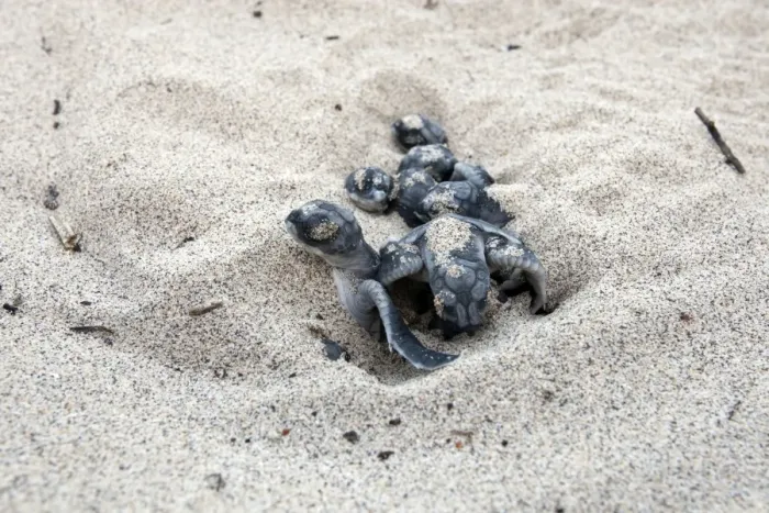Framed Print : Green sea turtle - hatchlings - Santiago island - Galapagos islands Framed Print : Green sea turtle - hatchlings - Santiago island - Galapagos islands
