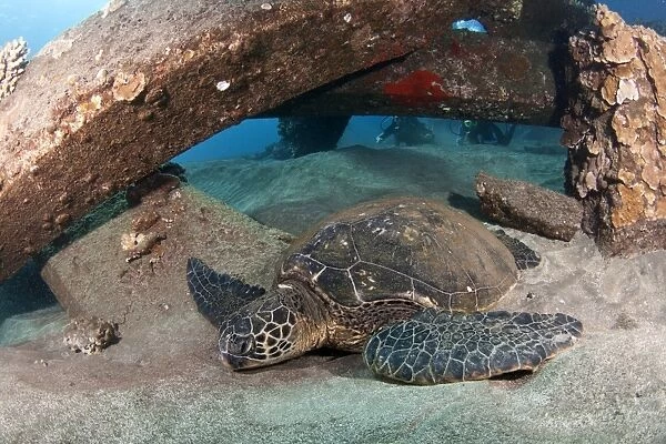 Green Sea Turtle - Mala Wharf - Lahaina - Maui