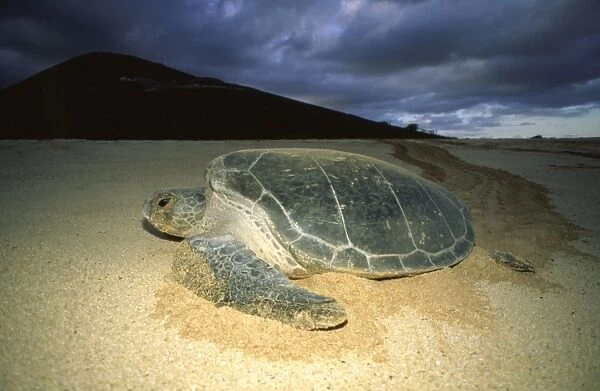 Green sea turtle - nesting female
