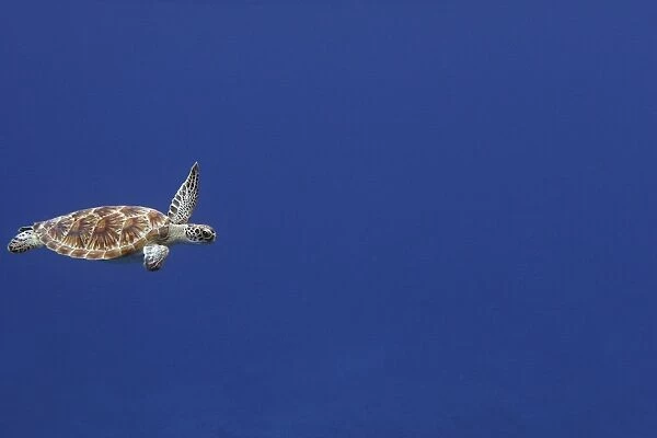 Green Sea Turtle - swimming. Atol de Cosmoledo - Seychelles - Indian Ocean