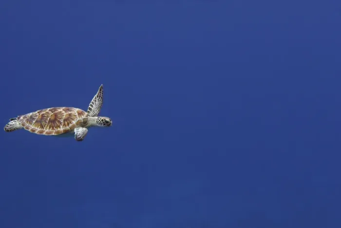 Framed Print : Green Sea Turtle - swimming. Atol de Cosmoledo - Seychelles - Indian Ocean Framed Print : Green Sea Turtle - swimming. Atol de Cosmoledo - Seychelles - Indian Ocean