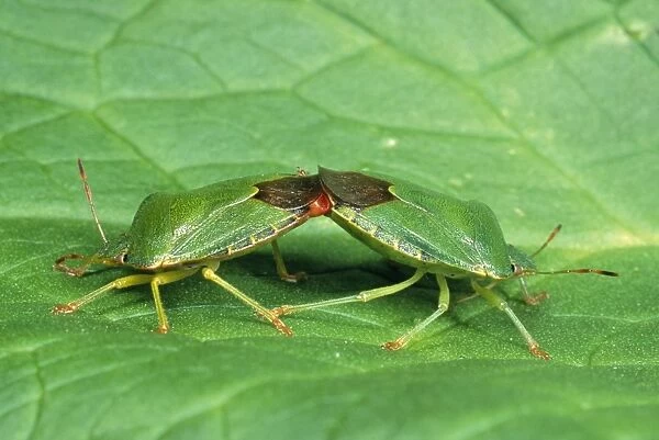 Green Sheild  /  Green stink Bug - pair mating UK