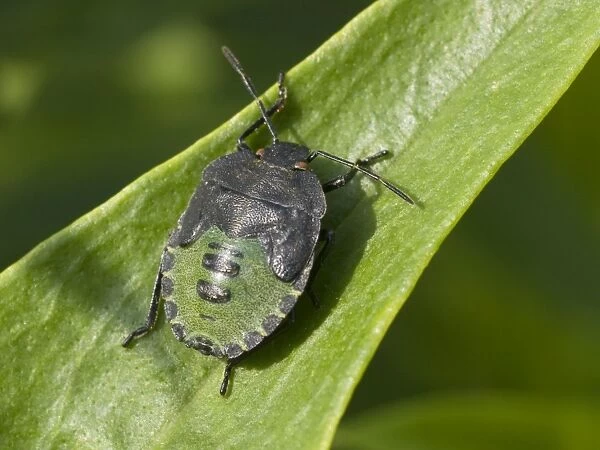 Green Shield Bug - final instar nymph - UK