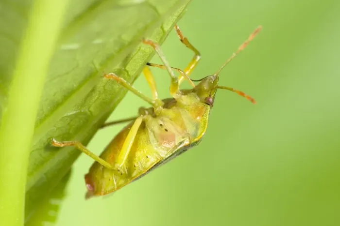Framed Print : Green Shield Bug Norfolk UK