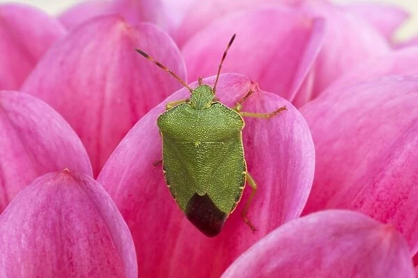 Green Shield Bug - On Pink Dahlia Palomena prasina Essex, UK IN000524