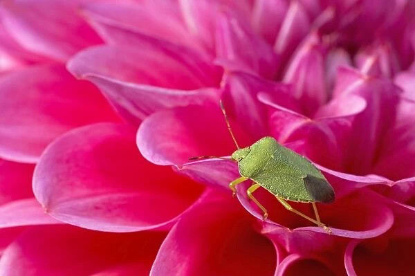 Green Shield Bug - On Pink Dahlia Palomena prasina Essex, UK IN000518
