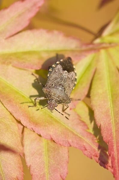 Green Shield Bug Sunning on Maple leaves after winter hibernation Norfolk UK