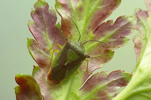 Green Shieldbug Palomena prasina Essex, UK IN000462