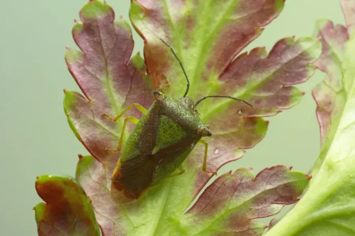 Framed Print : Green Shieldbug Palomena prasina Essex, UK IN000462 Framed Print : Green Shieldbug Palomena prasina Essex, UK IN000462