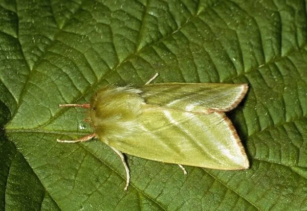 Green Silver Lines Moth - on leaf
