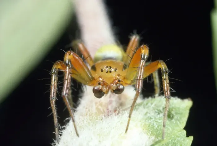 Framed Print : Green Spider - male showing palps - UK Framed Print : Green Spider - male showing palps - UK