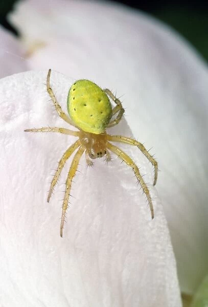 Green Spider - UK