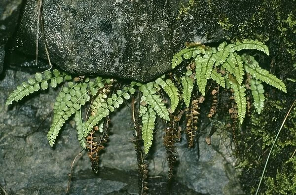 Green Spleenwort Fern