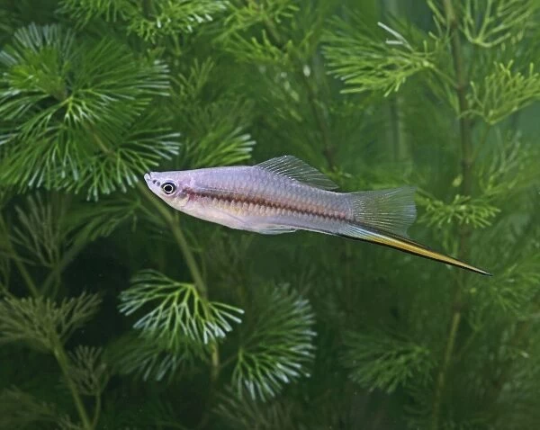 Green swordtail – side view –male- tropical freshwater – Central America 002604