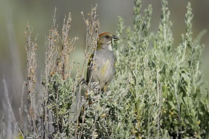 Framed Print : Green-tailed Towhee - with green worm in beak - Western U. S. - Summer _D3D1500n Framed Print : Green-tailed Towhee - with green worm in beak - Western U. S. - Summer _D3D1500n