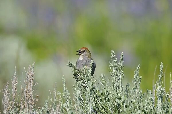Green-tailed Towhee - singing - Western U. S. - Summer _D3D1471