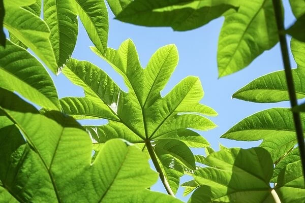 Green Tetrapanax leaves against blue background