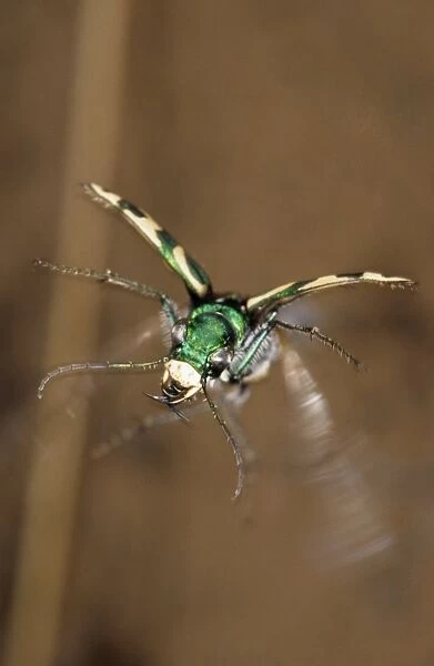 Green Tiger Beetle in flight (front view), predatory beetle hunts in daylight in steppe June; near Erzin settlement, South Tuva, Russia Tu32. 3085