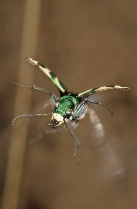 Framed Print : Green Tiger Beetle in flight (front view), predatory beetle hunts in daylight in steppe June; near Erzin settlement, South Tuva, Russia Tu32. 3085 Framed Print : Green Tiger Beetle in flight (front view), predatory beetle hunts in daylight in steppe June; near Erzin settlement, South Tuva, Russia Tu32. 3085