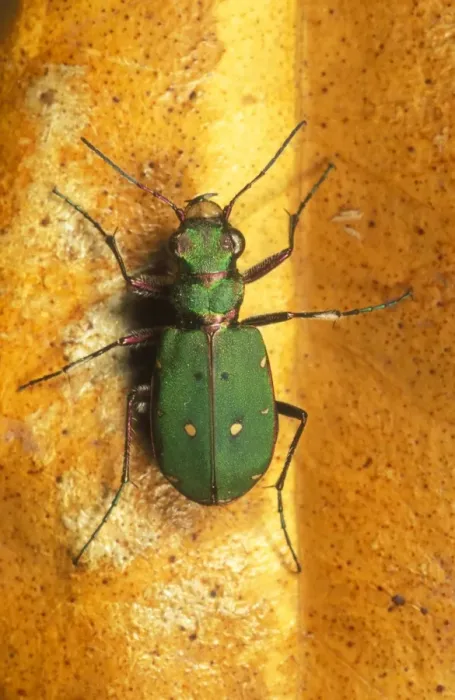 Framed Print : Green Tiger Beetle UK Framed Print : Green Tiger Beetle UK