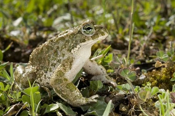 Green Toad - male - Italy