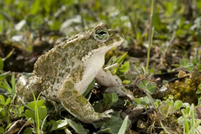 Framed Print : Green Toad - male - Italy Framed Print : Green Toad - male - Italy