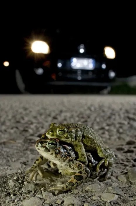 Framed Print : Green Toad - mating on the road - Italy Framed Print : Green Toad - mating on the road - Italy