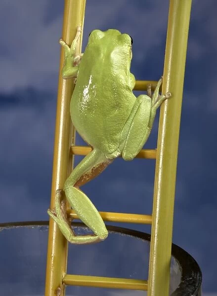 Green Tree Frog - Climbing on a ladder