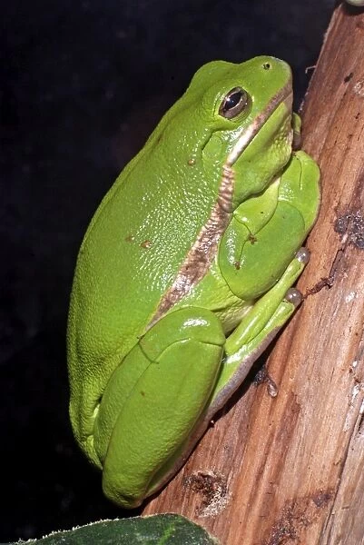 Green Tree Frog - southern USA