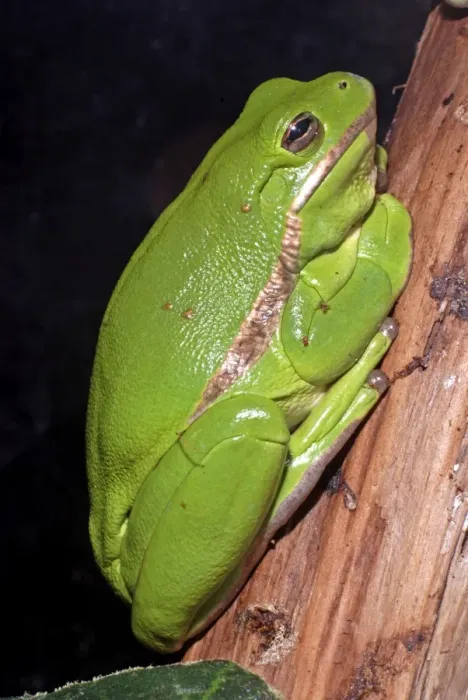Framed Print : Green Tree Frog - southern USA Framed Print : Green Tree Frog - southern USA