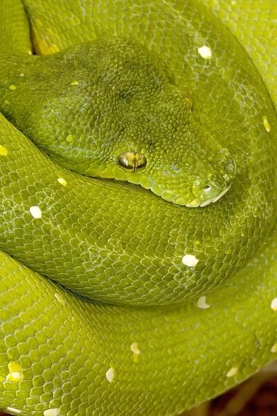 Green Tree Python - arboreal Native to New Guinea and Northern Australia