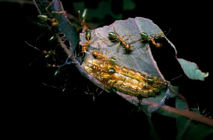 Framed Print : Green tree or Weaver ants - attending larva of lycaenid Oak-blue butterfly (Arhopala sp. ) Framed Print : Green tree or Weaver ants - attending larva of lycaenid Oak-blue butterfly (Arhopala sp. )