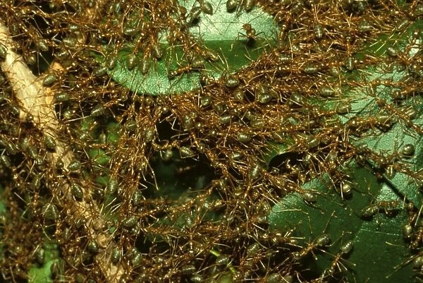 Green tree or Weaver ants - major workers forming temporary bridges during repair of leaf nest
