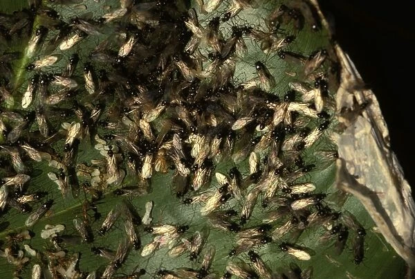 Green tree Weaver ants - males swarming prior to their mating flight