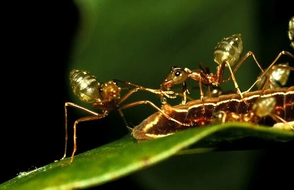 Green tree or Weaver ants - milking honeydew from protege butterfly larva (Hypolycaena phorbas)