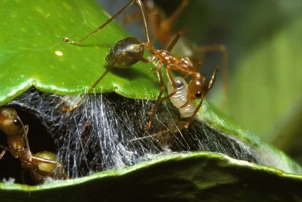 Green tree or Weaver ants - worker shuttling a silk-producing larva to make silk to mend the nest